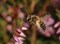 41 heidezandbij Andrena fuscipes f op struikhei De Hamert_resize